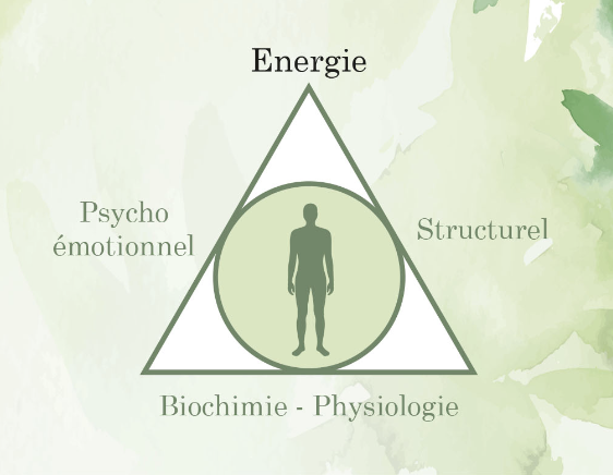 Triangle d'équilibre présenté pendant une séance de kinésiologie adulte
